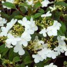 200 Seeds Viburnum Sargentii Bonsai Potted Garden Fresh Seeds