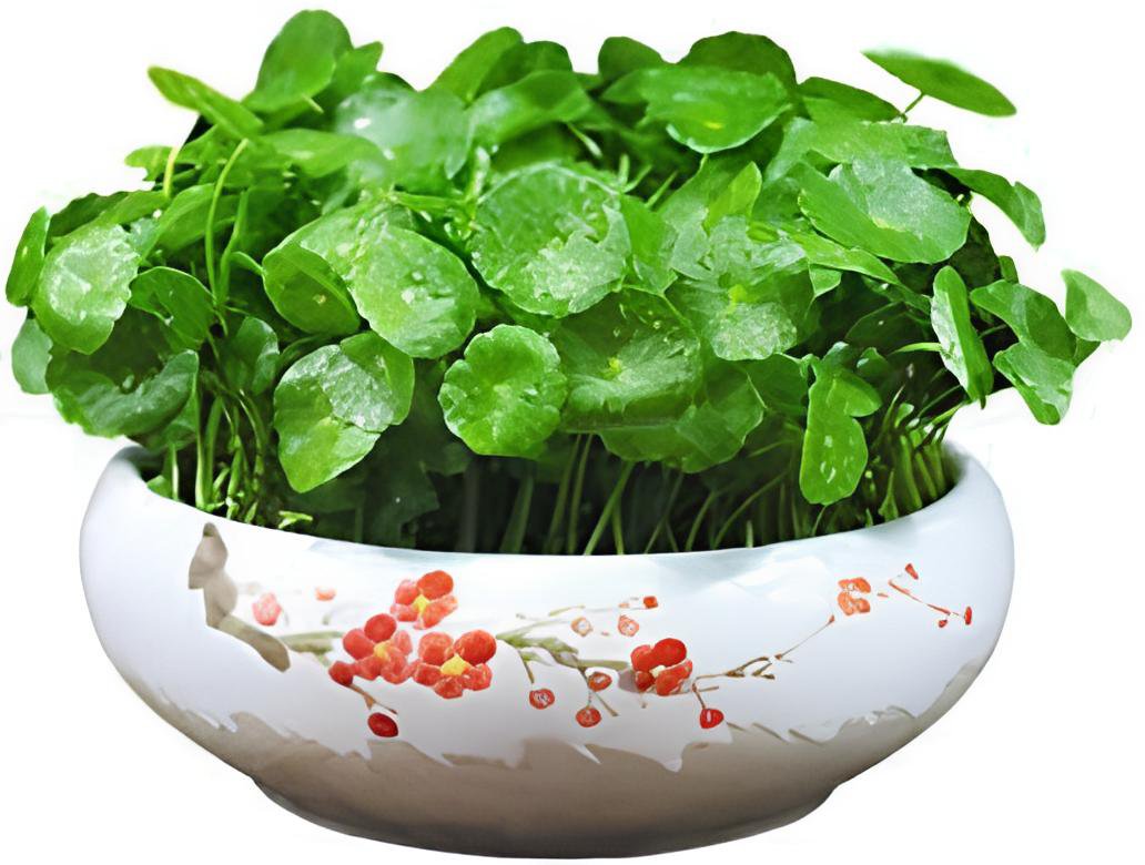 60 Seeds Hydrocotyle Vulgaris Aquatic Plants Money Grass Coins Grass Bonsai Fresh Seeds