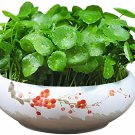 60 Seeds Hydrocotyle Vulgaris Aquatic Plants Money Grass Coins Grass Bonsai Fresh Seeds