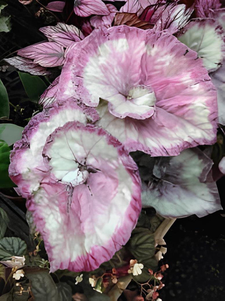 240 Seeds Beautiful Begonia,Rare Begonia Bonsai Flower Fresh Seeds