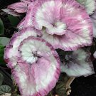 240 Seeds Beautiful Begonia,Rare Begonia Bonsai Flower Fresh Seeds