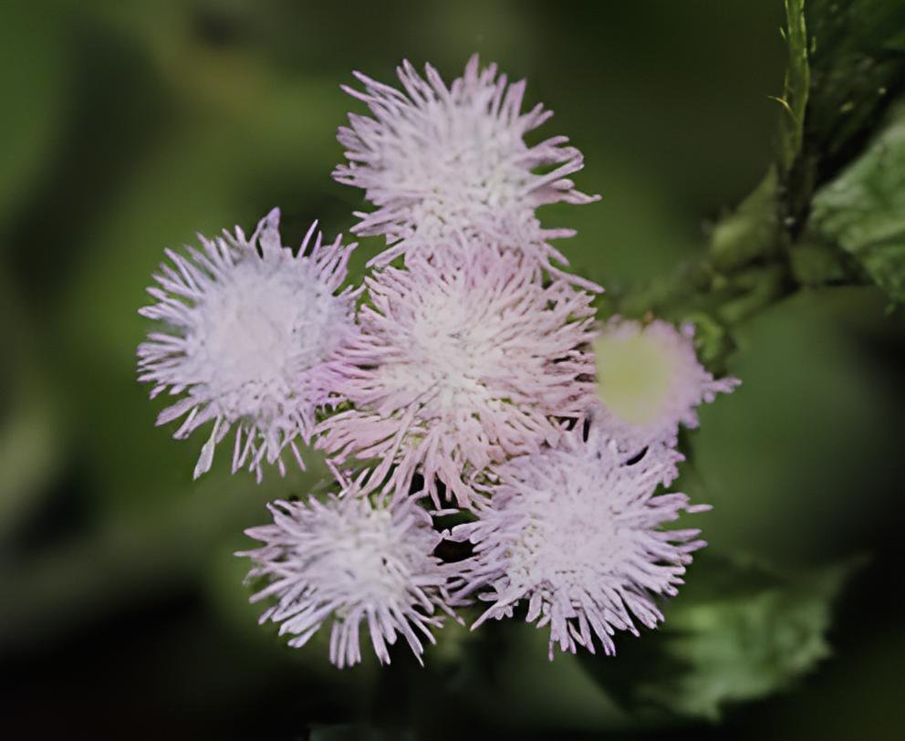 200 Seeds Ageratum Conyzoides Flowers Rose Red Pink 2-IN-1 Colors Flowers Fresh Seeds