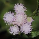 200 Seeds Ageratum Conyzoides Flowers Rose Red Pink 2-IN-1 Colors Flowers Fresh Seeds