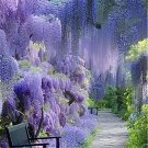 20 Seeds Mixed 6 Colors of Wisteria Plant Fresh Seeds