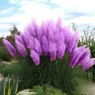 600 Seeds Pampas Grass Seeds Purplish Red Ornamental Plants Fresh Seeds