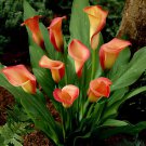 200 Seeds Colorful Zantedeschia Aethiopica Fresh Seeds
