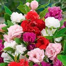 40 Seeds MIXED Impatiens Balsamina Red White Pink Flowers Fresh Seeds