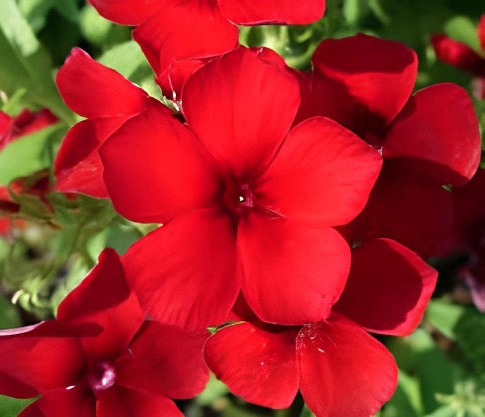 200 Seeds Phlox Drummondii Dark Red Flowers Fresh Seeds