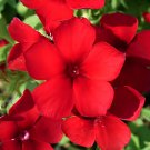 200 Seeds Phlox Drummondii Dark Red Flowers Fresh Seeds