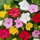 40 Seeds Jasmine Mirabilis Flower Yellow and Hot Pink Petals Flowers Fresh Seeds