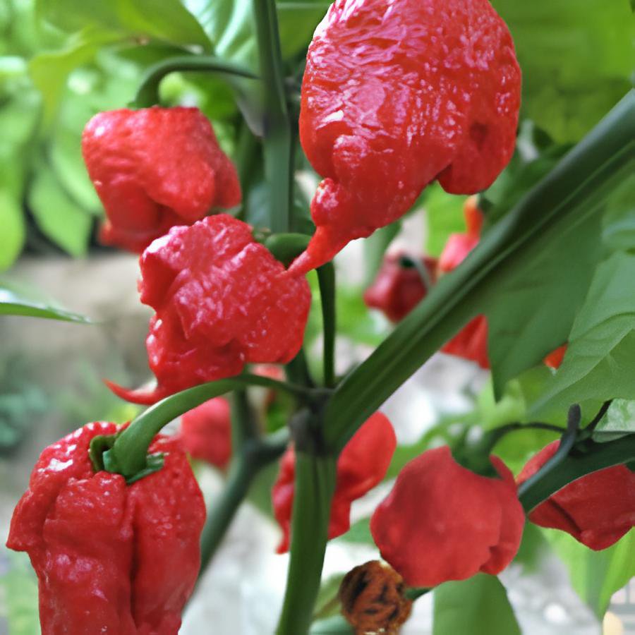200 Seeds Carolina Reaper Pepper Fresh Seeds