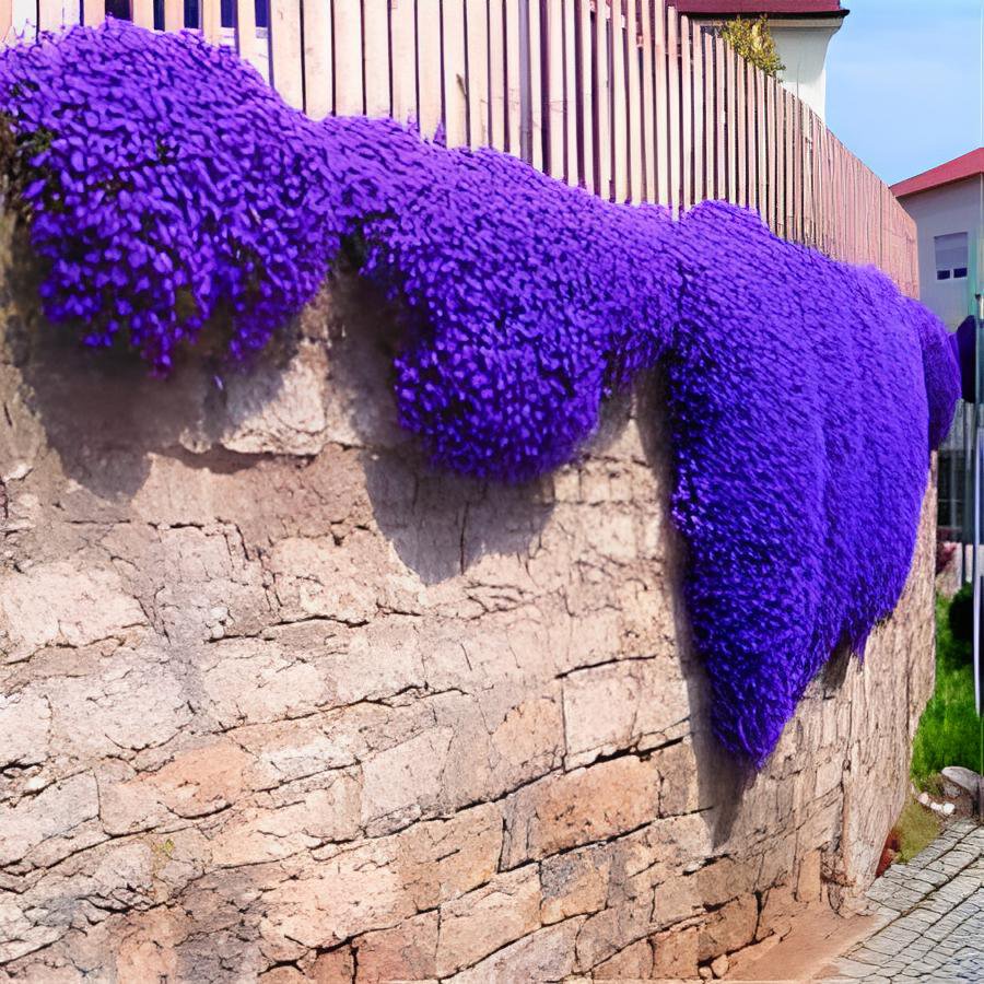 200 Seeds Creeping Thyme Mixed Purple White Rose-Pink Blue Colors Fresh Seeds