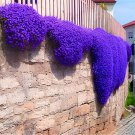 200 Seeds Creeping Thyme Mixed Purple White Rose-Pink Blue Colors Fresh Seeds