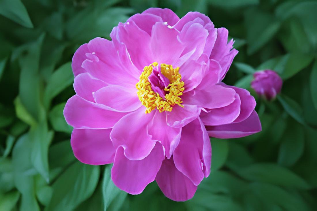 40 Seeds Perennial Peony Flowers Fresh Seeds