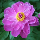 40 Seeds Perennial Peony Flowers Fresh Seeds