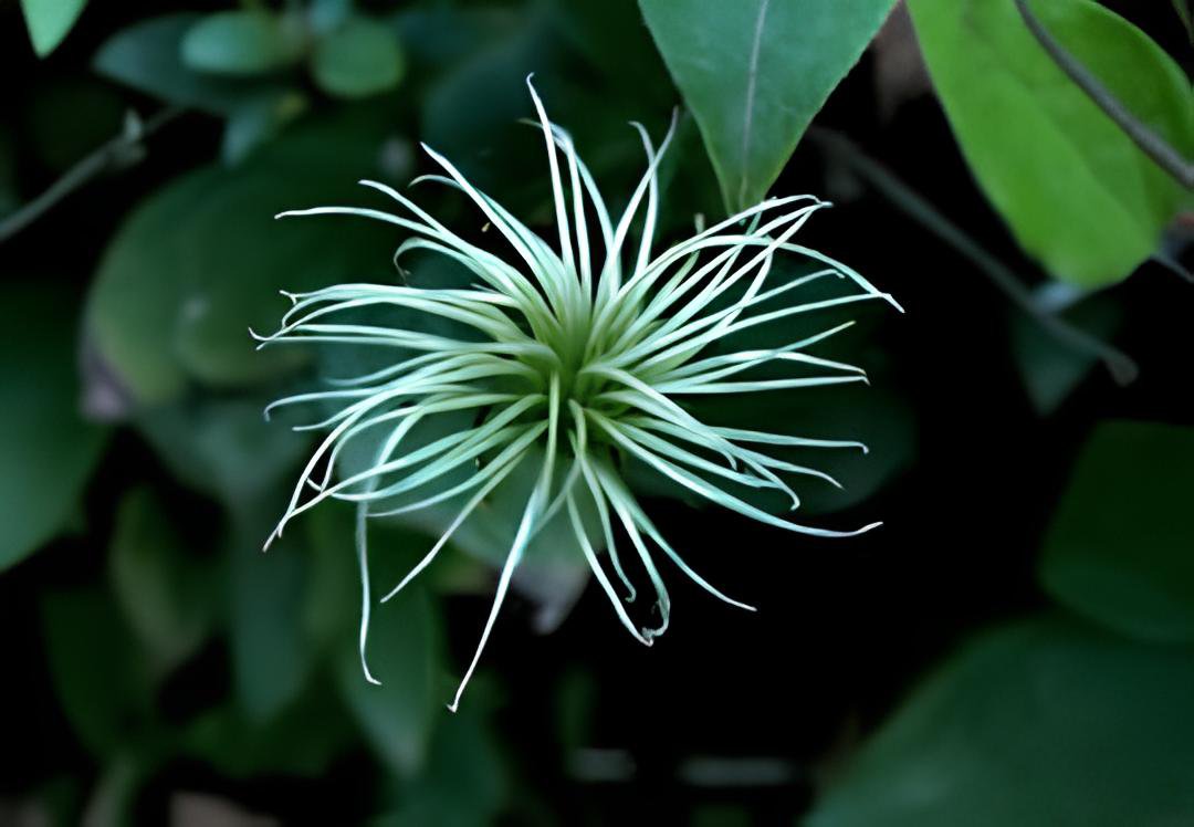 200 Seeds Clematis Goldenish Green Color Fresh Seeds