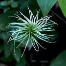 200 Seeds Clematis Goldenish Green Color Fresh Seeds