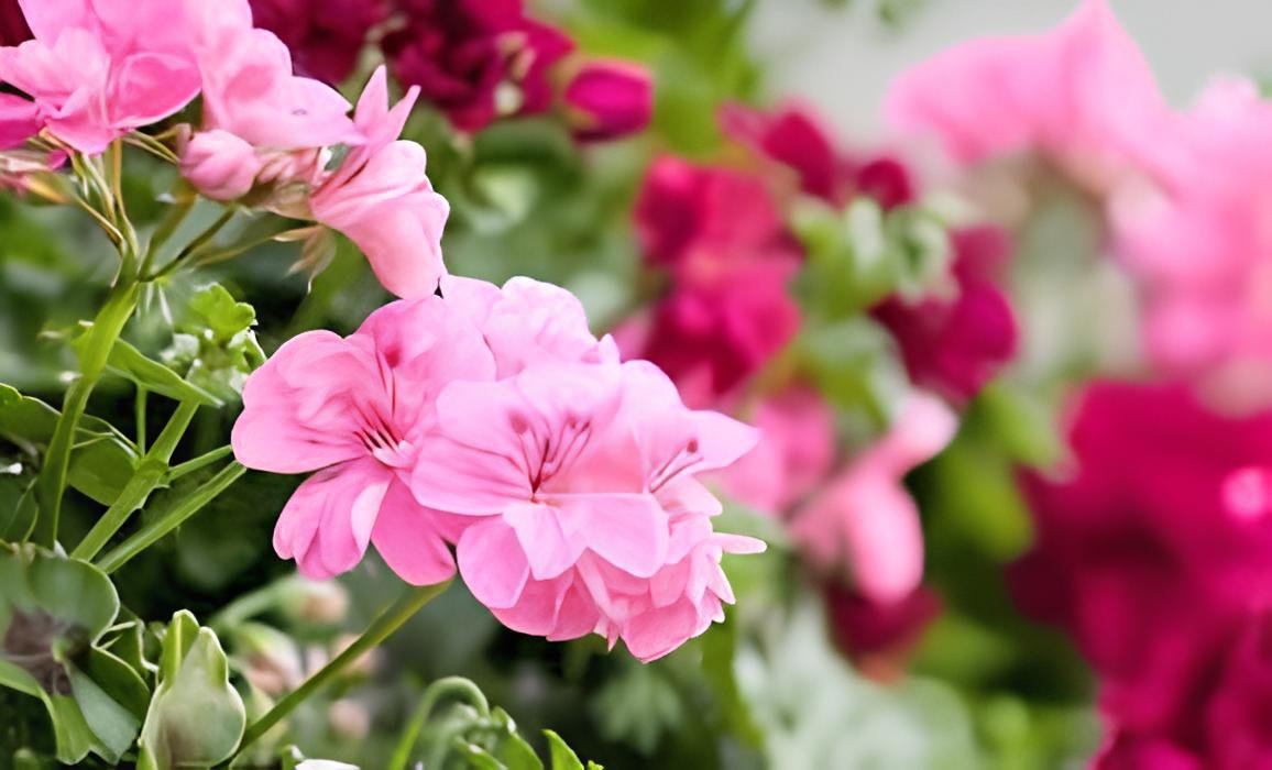 60 Seeds Geranium Fresh Seeds