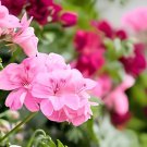 60 Seeds Geranium Fresh Seeds
