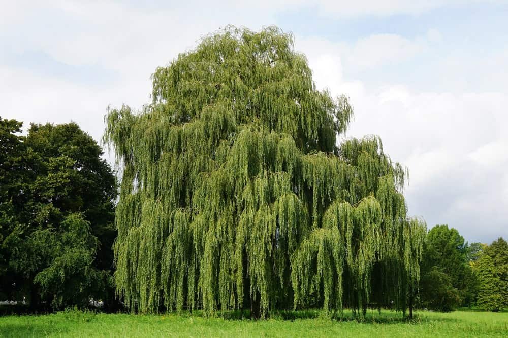 100 Seeds Giant Willow Tree Fresh Seeds