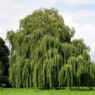100 Seeds Giant Willow Tree Fresh Seeds