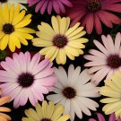 200 Seeds Colorful Osteospermum Fresh Seeds