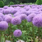 200 Seeds Giant Allium Plant Light Purple Color Fresh Seeds