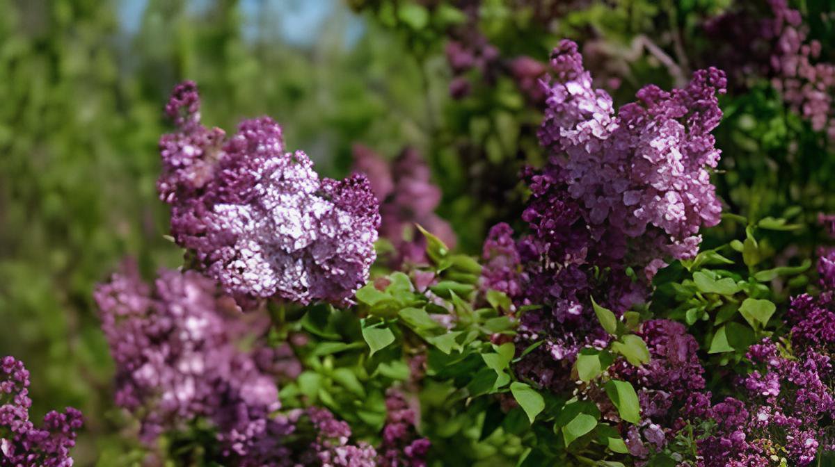 200 Seeds Purple Japanese Lilac Fresh Seeds