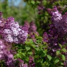 200 Seeds Purple Japanese Lilac Fresh Seeds