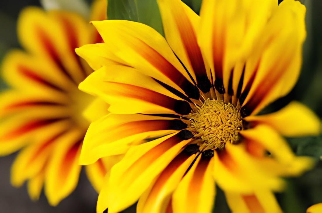 200 Seeds Gerbera Daisy Seeds Hybrids Fresh Seeds