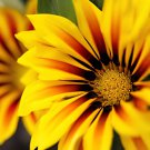 200 Seeds Gerbera Daisy Seeds Hybrids Fresh Seeds