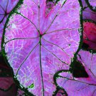 240 Seeds Caladium White Big Leaves with Greyish Purple Edge Fresh Seeds