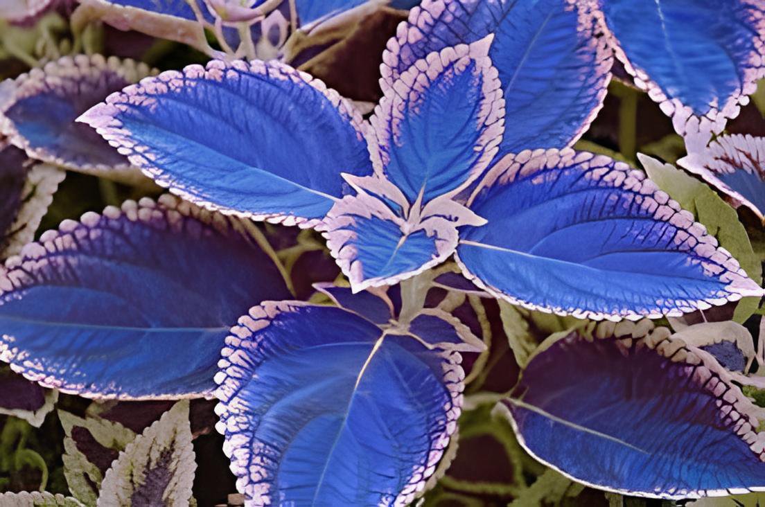 200 Seeds Janpanse Bonsai Coleus Plants Fresh Seeds