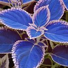 200 Seeds Janpanse Bonsai Coleus Plants Fresh Seeds