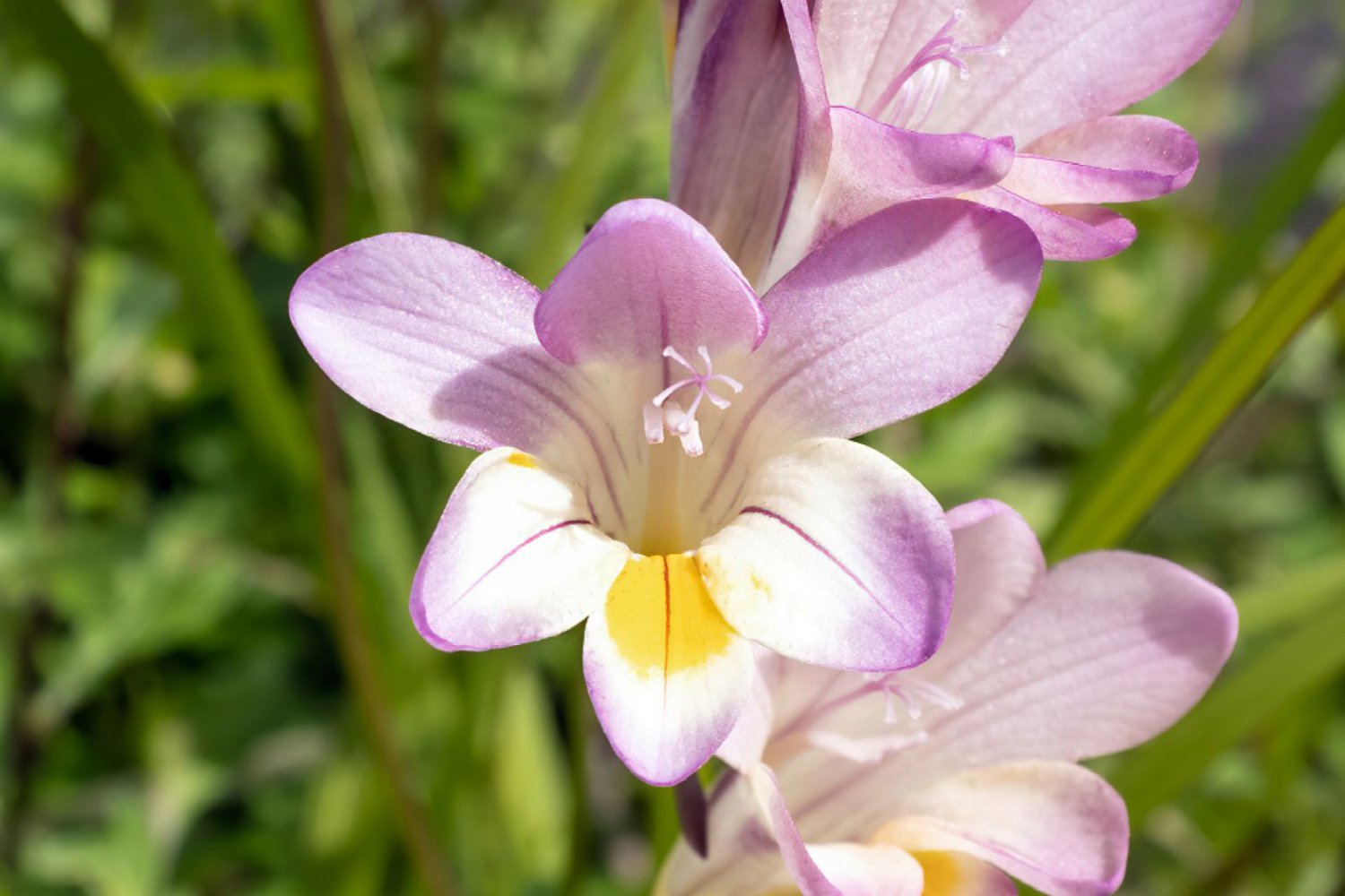 200 Seeds Freesia Flower Fresh Seeds