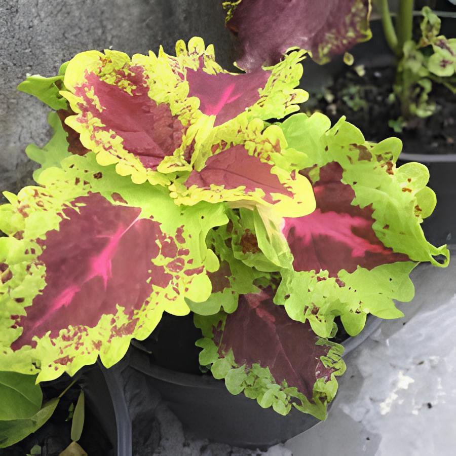 200 Seeds Coleus Blumei Fresh Seeds