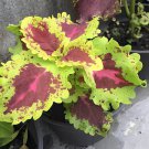 200 Seeds Coleus Blumei Fresh Seeds