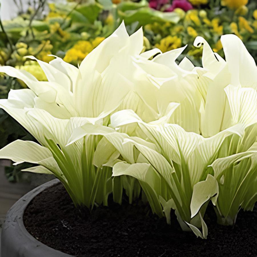 400 Seeds Hosta Fragrant Plantain Lily Bonsai Perennial Flower Fresh Seeds
