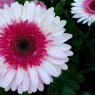 400 Seeds Gerbera Daisy Hybrids Mix Flower Plantas Fresh Seeds