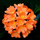2 Seeds Medium Flower Real Bowl clivia Fresh Seeds