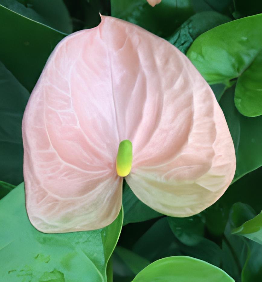 200 Seeds Rare Flower Plant Anthurium Fresh Seeds