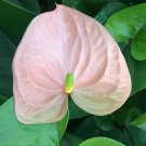 200 Seeds Rare Flower Plant Anthurium Fresh Seeds