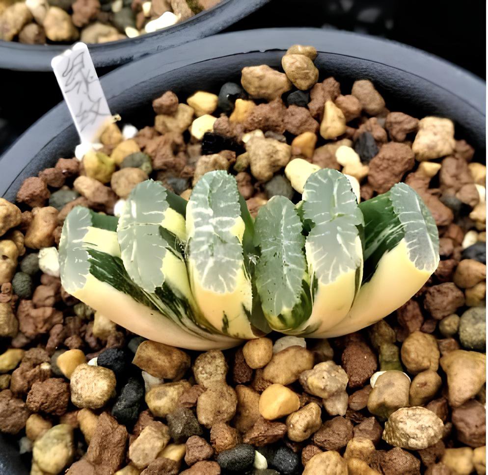 2 Seeds Haworthia truncata Seed New Colorful Succulent Plant Fresh Seeds