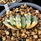2 Seeds Haworthia truncata Seed New Colorful Succulent Plant Fresh Seeds