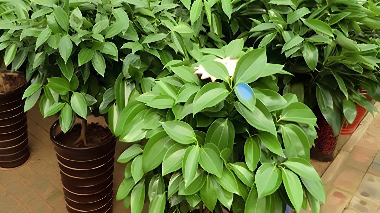 20 Seeds Cinnamomum Kotoense Fresh Seeds