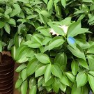 20 Seeds Cinnamomum Kotoense Fresh Seeds
