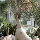 200 Seeds Fresh Real Adenium oleifolium Fresh Seeds