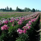 100 Seeds Dahlia Tree Bonsai Flowers Colorful Fresh Seeds