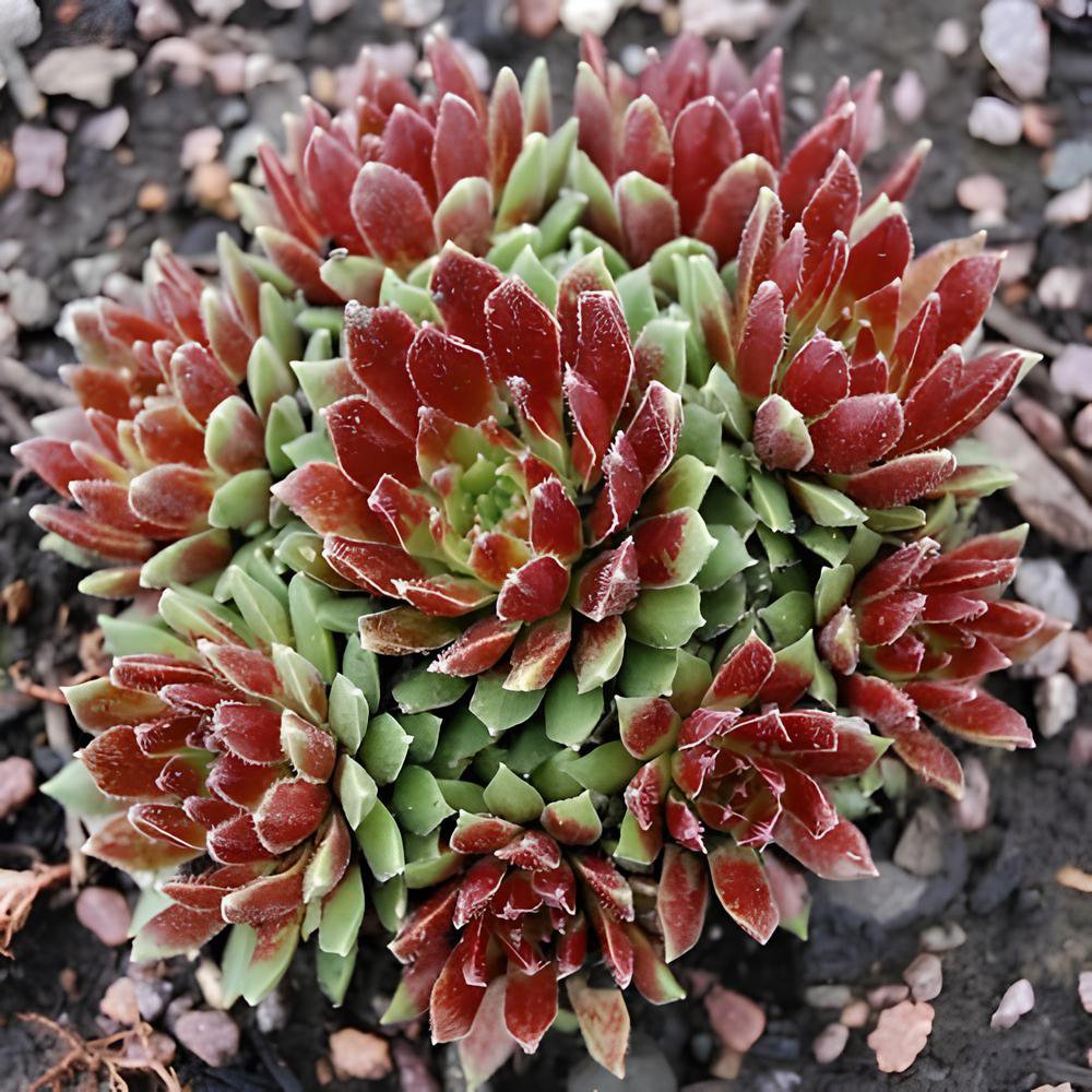 200 Seeds Sempervivum Hybridum Fresh Seeds