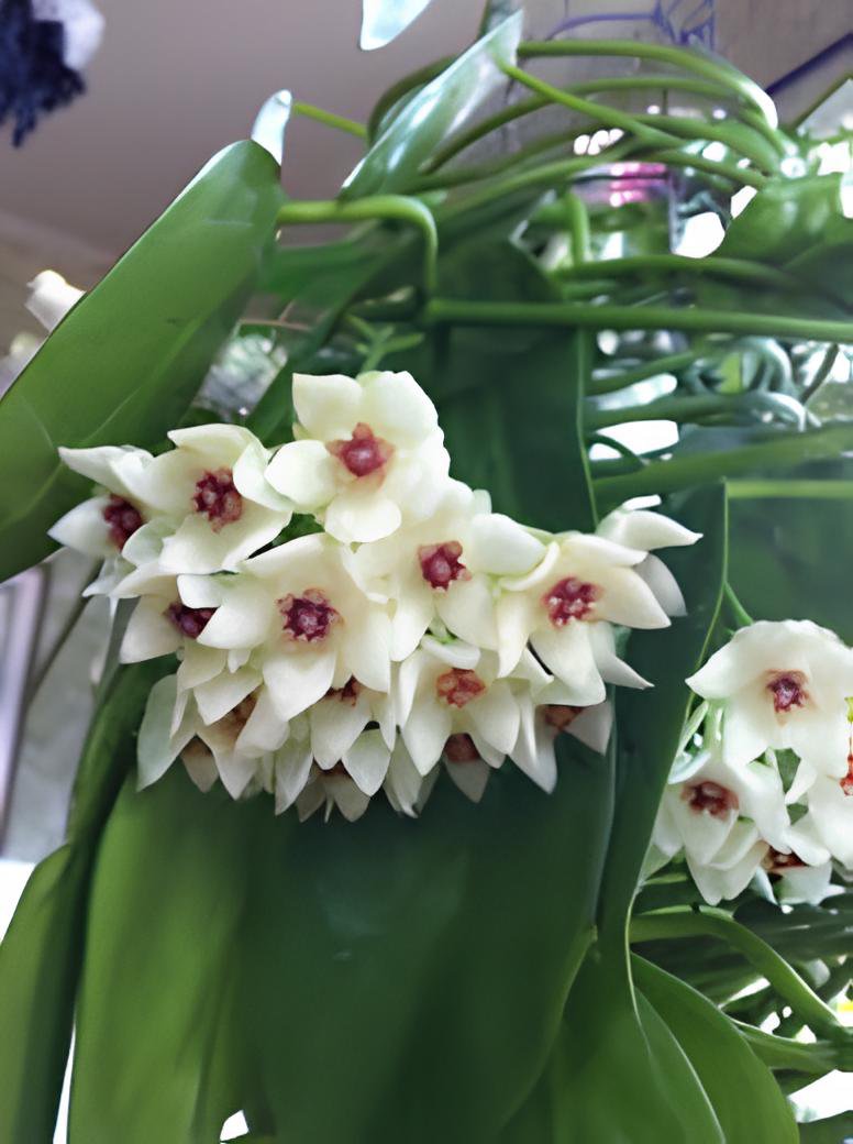 200 Seeds Flower Bonsai Hoya Kerrii Bonsai (December Orchid) Family Fresh Seeds